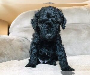 Poodle (Miniature) Puppy for sale in WALHONDING, OH, USA