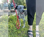 Small #2 Mutt