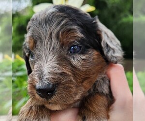 F2 Aussiedoodle Puppy for sale in COLUMBIA, TN, USA