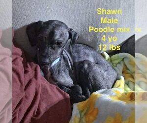 Poodle (Toy)-Unknown Mix Dogs for adoption in Westwood, NJ, USA