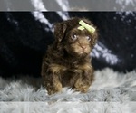Small Photo #2 YorkiePoo Puppy For Sale in WARSAW, IN, USA
