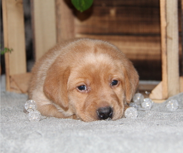 Medium Photo #3 Labrador Retriever Puppy For Sale in HYDE PARK, VT, USA