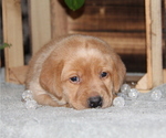 Small #2 Labrador Retriever
