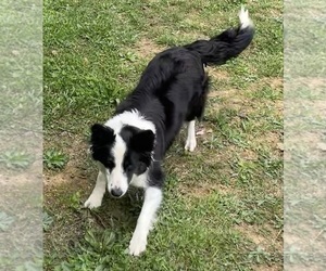 Mother of the Border Collie-Papillon Mix puppies born on 02/03/2025