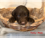 Small #2 Labradoodle