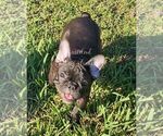 Puppy maggie French Bulldog