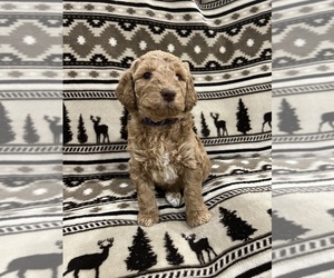 Medium Goldendoodle