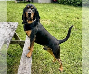 Father of the Bloodhound puppies born on 07/08/2025