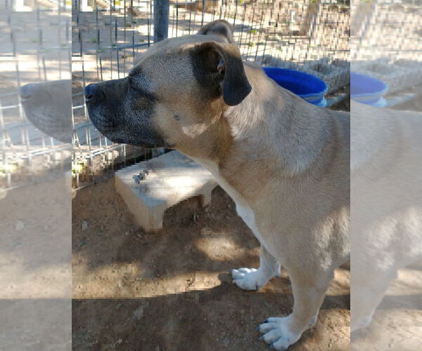 Medium Photo #11 American Staffordshire Terrier-Boxer Mix Puppy For Sale in Apple Valley, CA, USA