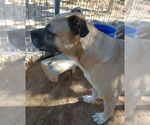 Small #10 American Staffordshire Terrier-Boxer Mix