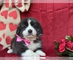 Small Photo #2 Border Collie-Maremma Sheepdog Mix Puppy For Sale in LANCASTER, PA, USA