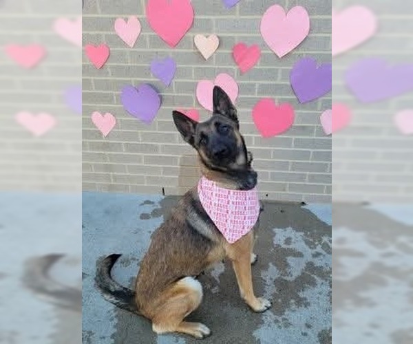 Medium Photo #10 Mutt Puppy For Sale in Imlay City, MI, USA