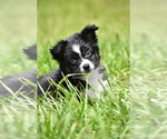 Small #2 Miniature Australian Shepherd