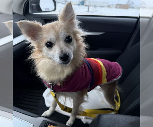 Medium Photo #16 Pomeranian-Unknown Mix Puppy For Sale in Fargo, ND, USA