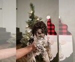 Puppy SUMO Lagotto Romagnolo