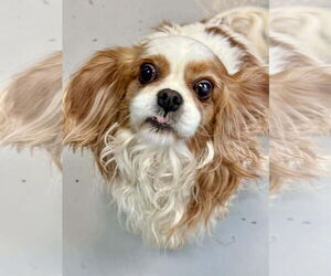 Cavalier King Charles Spaniel Dogs for adoption in Lee's Summit, MO, USA