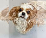 Small Cavalier King Charles Spaniel