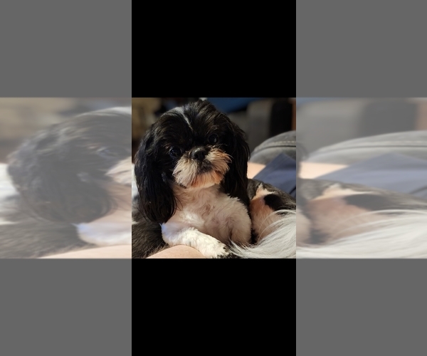 Medium Photo #1 Shih Tzu Puppy For Sale in XENIA, OH, USA