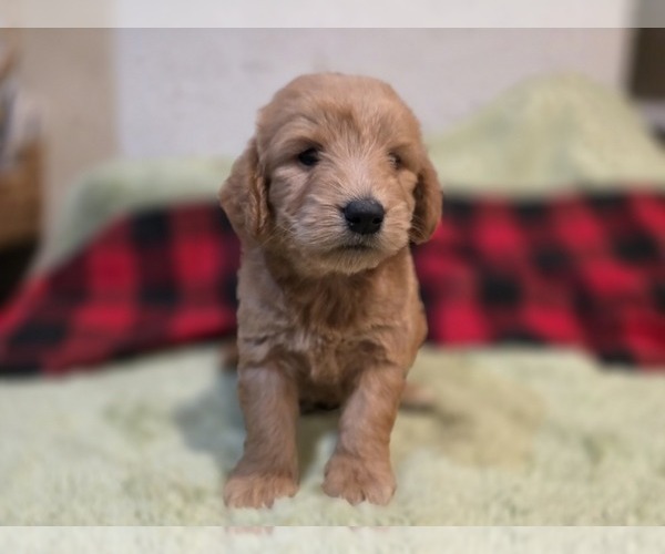 Medium Photo #2 Goldendoodle Puppy For Sale in DUBLIN, TX, USA