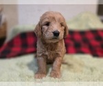 Small #1 Goldendoodle