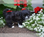 Puppy Asia Shih-Poo
