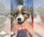 Small Photo #1 Australian Shepherd Puppy For Sale in VILLE PLATTE, LA, USA