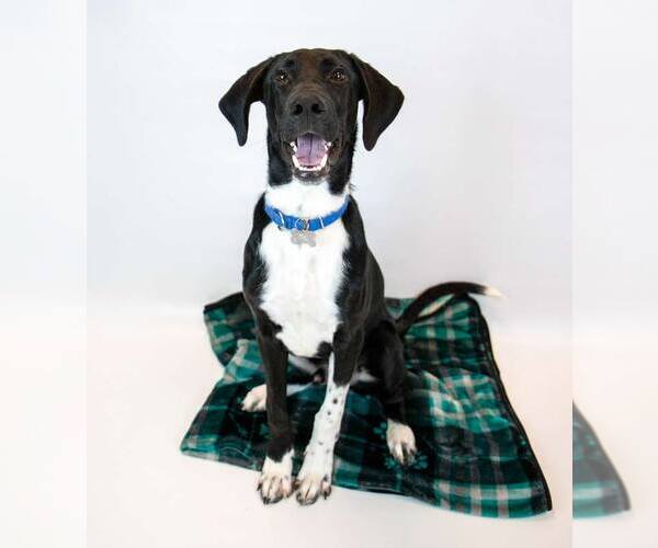 Medium Photo #3 Borador Puppy For Sale in Kennesaw, GA, USA