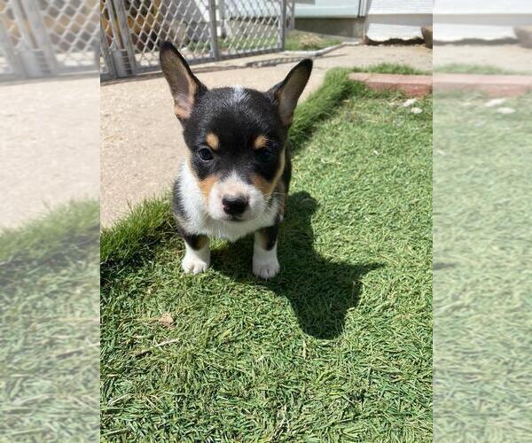 Medium Photo #3 Cowboy Corgi Puppy For Sale in BRIGGSDALE, CO, USA