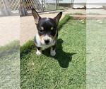 Small #2 Cowboy Corgi