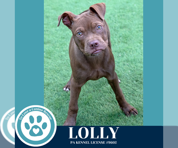 Medium Photo #4 American Pit Bull Terrier-Unknown Mix Puppy For Sale in Kimberton, PA, USA