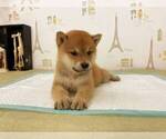 Small Photo #3 Shiba Inu Puppy For Sale in SAN FRANCISCO, CA, USA