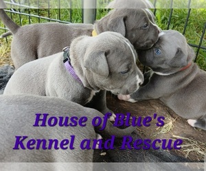 American Pit Bull Terrier Puppy for Sale in DELAWARE, Ohio USA