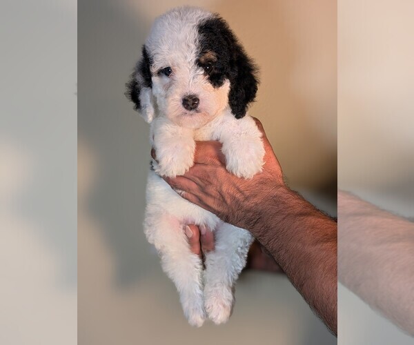 Medium Photo #18 Bernedoodle-Cavapoo (Miniature) Mix Puppy For Sale in SACRAMENTO, CA, USA