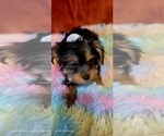Small Photo #57 Yorkshire Terrier Puppy For Sale in AKRON, OH, USA