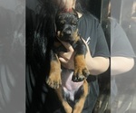 Puppy Puppy 2 Doberman Pinscher