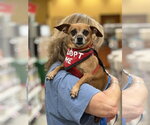 Small #1 Chiweenie