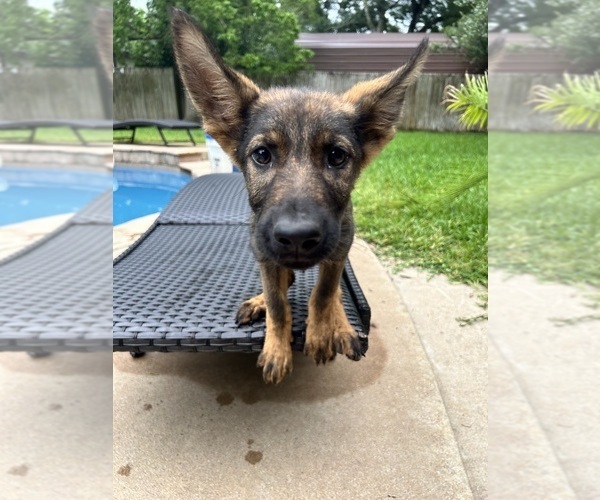 Medium Photo #7 German Shepherd Dog Puppy For Sale in TEMPLE, TX, USA