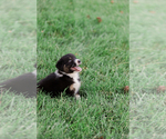 Small Photo #42 Australian Shepherd Puppy For Sale in ARODA, VA, USA