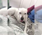 Small #1 American Bulldog