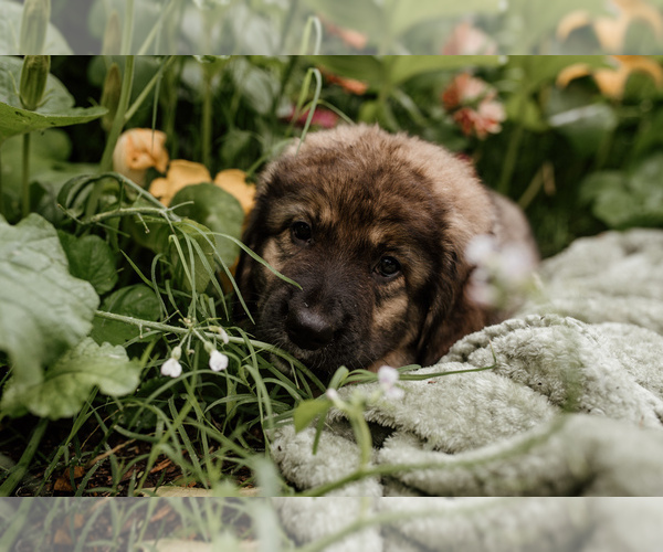 Medium Photo #2 Bernese Mountain Dog-Caucasian Shepherd Dog Mix Puppy For Sale in STEVENS, PA, USA