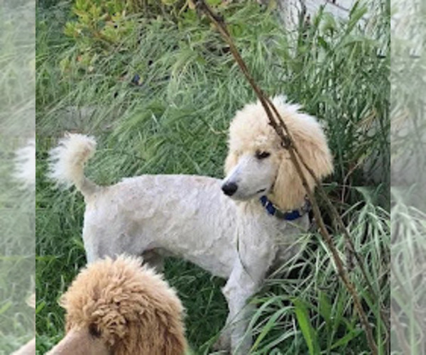 Medium Photo #1 Goldendoodle Puppy For Sale in GALT, CA, USA