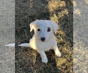Australian Shepherd-Unknown Mix Dogs for adoption in Stephens City, VA, USA
