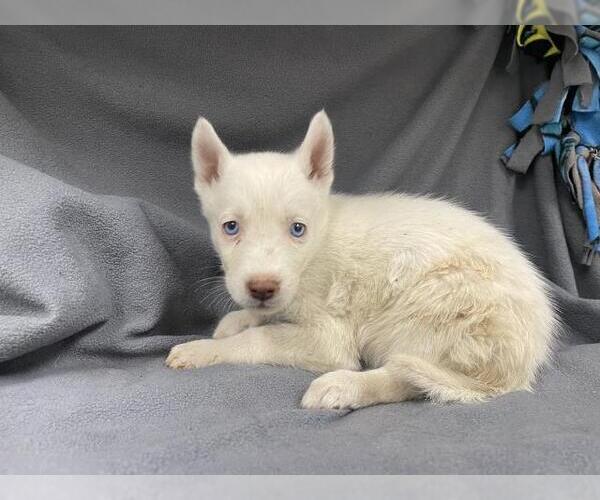 Medium Photo #1 Siberian Husky Puppy For Sale in HESPERIA, CA, USA
