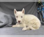 Small Siberian Husky