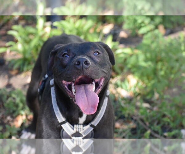 Medium Photo #7 American Pit Bull Terrier Puppy For Sale in Topeka, KS, USA