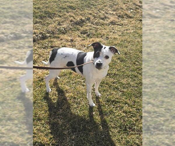 Medium Photo #1 Texas Heeler-Unknown Mix Puppy For Sale in Ogden, UT, USA