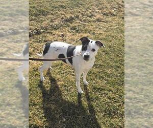 TASHA - Female Texas Heeler-Unknown Mix Dog for Adoption