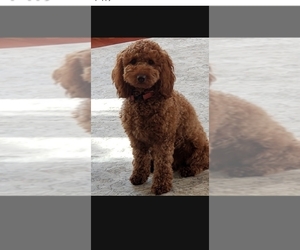 Mother of the Goldendoodle (Miniature) puppies born on 03/27/2026