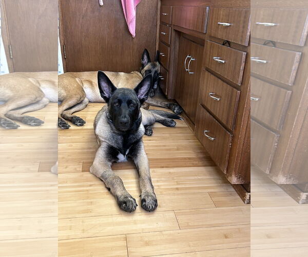 Medium Photo #16 German Shepherd Dog Puppy For Sale in Seattle, WA, USA