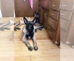 Small #15 German Shepherd Dog